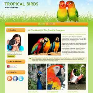 Tropical Birds